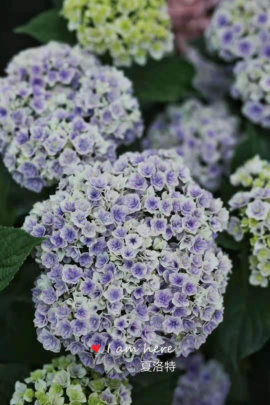 幸福园艺家夏洛特公主重瓣绣球营养钵小苗盆栽中苗大苗矮小紧凑型