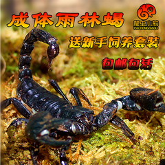 成体雨林蝎子宠物蝎子亚洲雨林蝎13-16包活送饲养套件新手蝎子邮