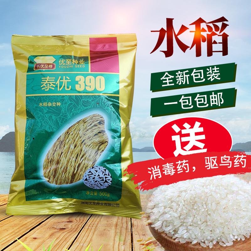 泰优390 优至种业 优质稻 水稻种子 杂交水稻 水稻
