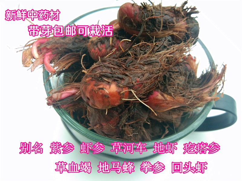 中药材草血竭新鲜草药地马蜂拳参老腰弓倒根草带泥带芽500g包邮