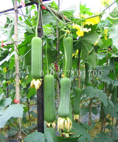 华丰肉丝瓜种子棒丝瓜种子早熟口感甜春秋蔬菜种子肉丝瓜种子