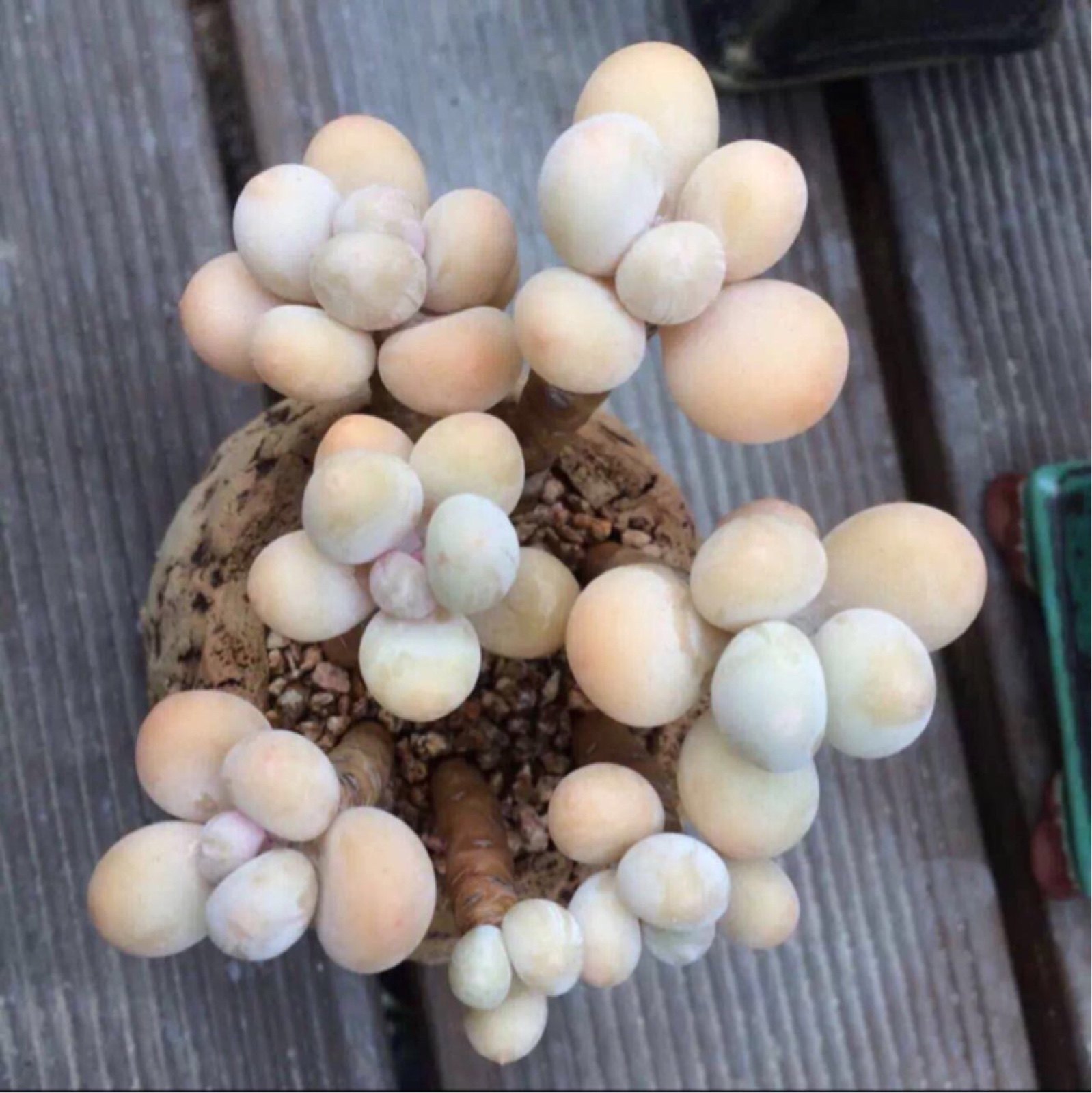 一折蛋黄奶酪多肉