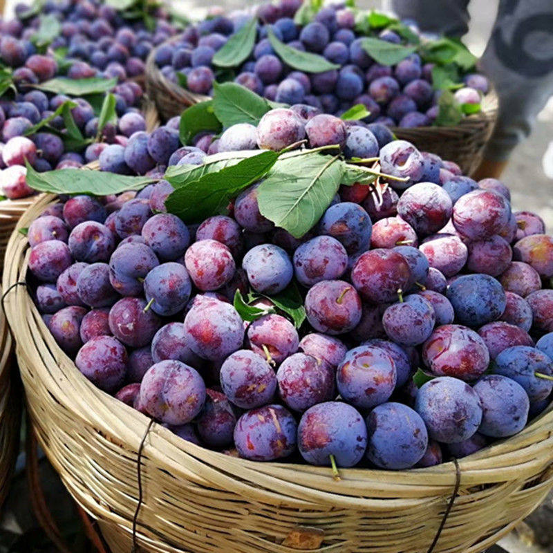 广西河池天峨珍珠李脆李子脱骨李脆骨李