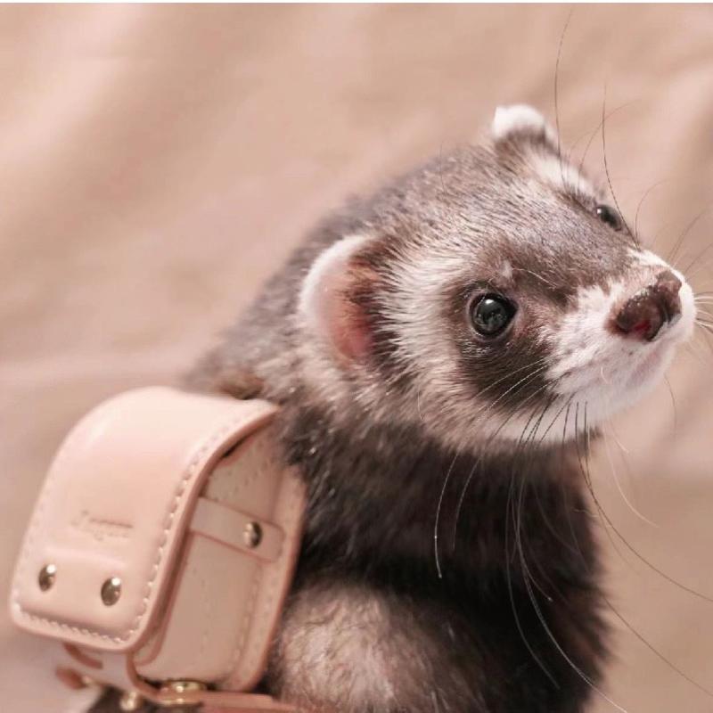 宠物雪貂活体自背包真皮安哥鲁书包 可爱精致 可当挂饰户外
