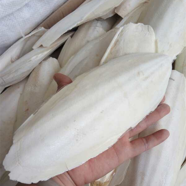 大海螵蛸 3斤包邮 乌贼骨 大块海螵蛸 墨鱼骨 中药材 500g克30元