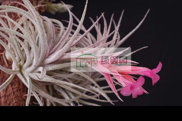 展示 空气凤梨 Tillandsia sucrei 苏黎世在类目 鲜花速递/花卉仿真/绿植园艺, 花卉/绿植盆栽(新), 花卉中 - 来自Buy2taobao.com提供专业的淘宝代购服务