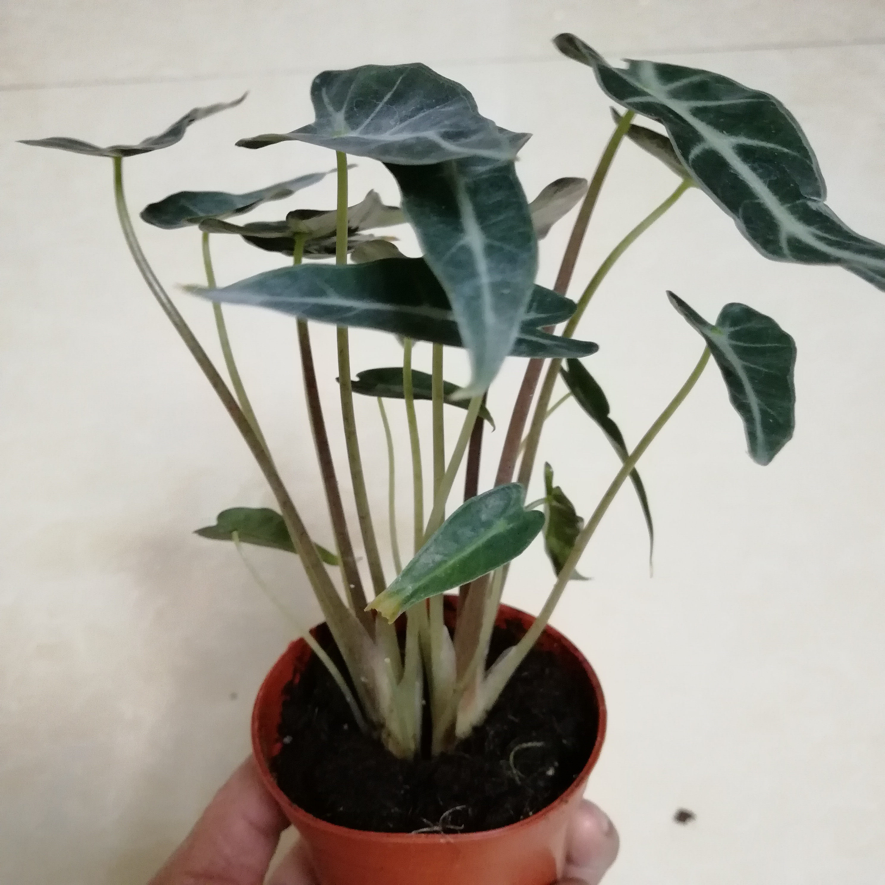 小仙女观音莲 箭叶海芋室内办公室盆栽观叶耐阴流行植物满包邮