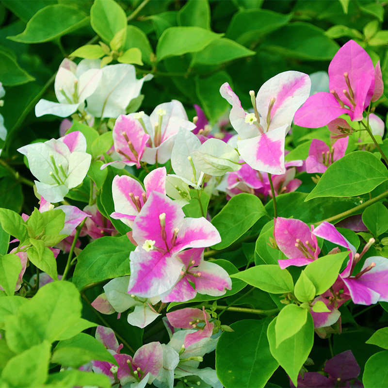 绿艺园艺 漳州红心樱花百变红樱勤花三角梅春秋季开花庭院花卉