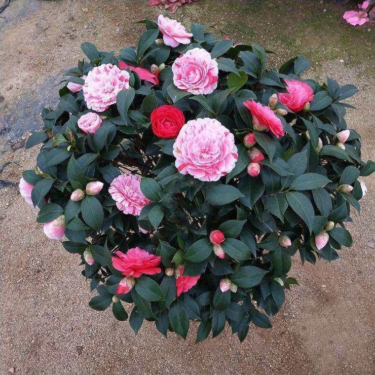 茶花盆栽 带花苞_花草植物室内盆栽重瓣香水茶花外庭院耐寒秋冬花卉四