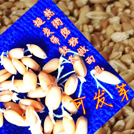 黑龙江小麦粒糙麦全麦粒未磨皮带麸皮小麦种子小麦草粗粮非转基因