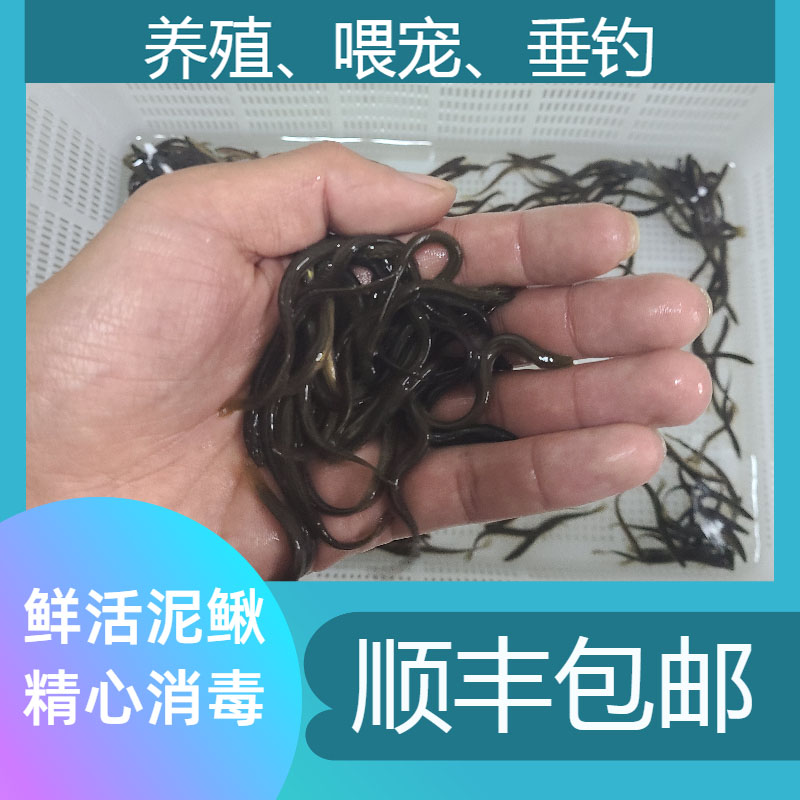 鲜活小泥鳅苗观赏鱼龙鱼虎鱼魟鱼龟活体饲料鱼路亚筏钓活饵