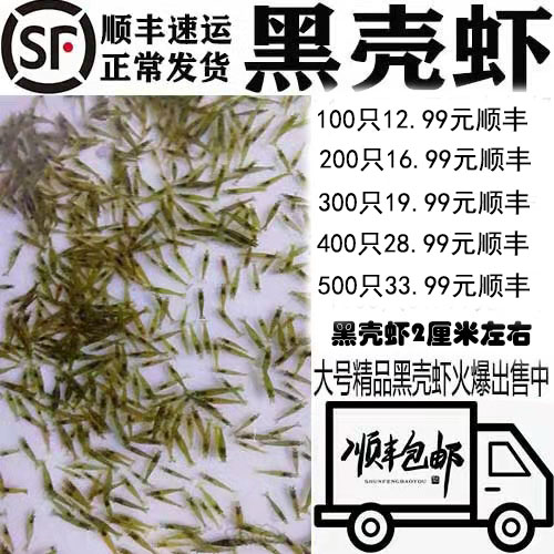 黑壳虾草缸清洁虾乌龟龙鱼饲料除藻虾观赏虾工具虾草虾活体虾米虾