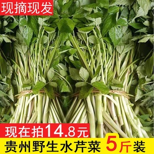 现采贵州水芹菜新鲜野生当应季野菜时令新鲜蔬菜小叶河芹菜5斤
