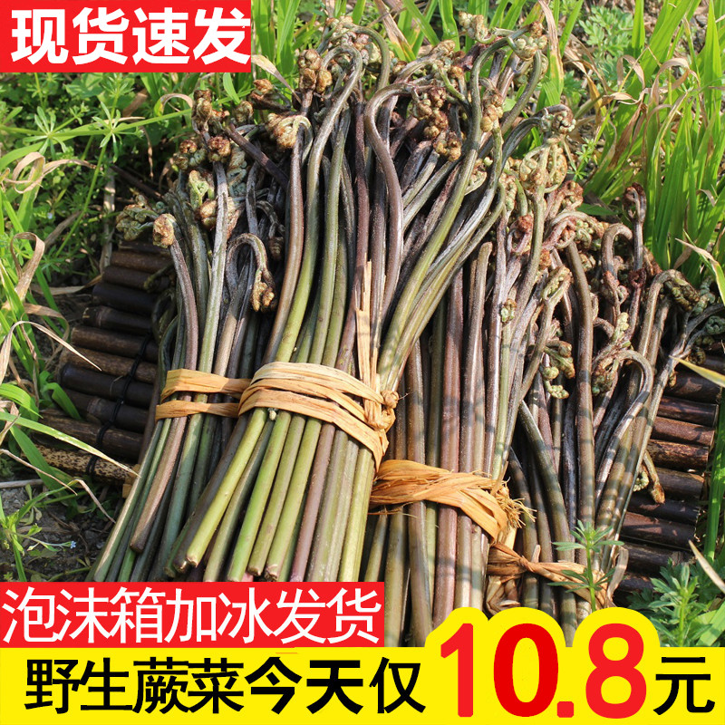 贵州蕨菜新鲜野生应季蔬菜现采甜撅菜青蕨苔山厥菜野地下饭凉拌菜