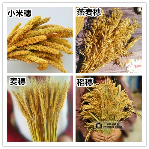 【稻穗】天然稻穗 稻谷幹花 麥穗田園拍照開業會展布景背景裝飾在類目 家居飾品, 花瓶/花器/仿真花/仿真飾品, 乾花/花瓣/乾花包/幹樹枝中 - 來自Buy2taobao.com提供專業的淘寶代購服務