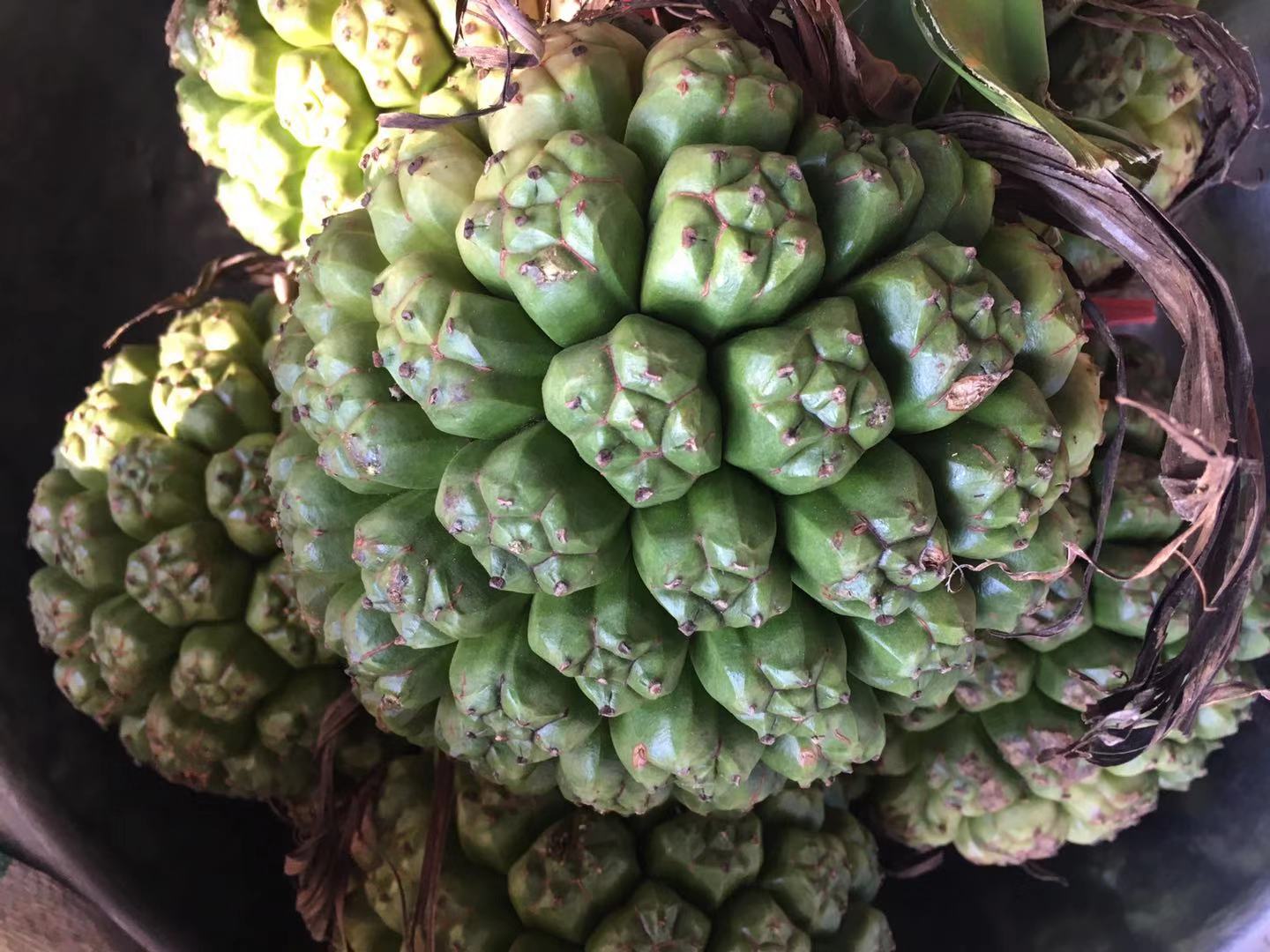 fresh wild Chinese herbal medicine pineapple Pines Patti Golden pile Wild pineapple Pineapple 5 kgin the Traditional nourishing food , Medicinal and Edible Food , Other Medicinal and Edible Food category - from Buy2taobao.com to provide professional Taobao agent buy service