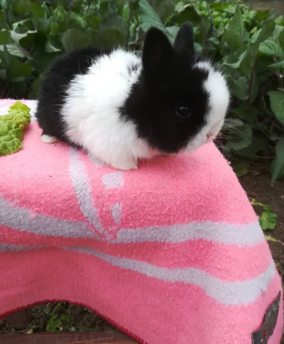 黑白侏儒道奇兔  可爱的萌宝宝  荷兰兔 疫苗已打