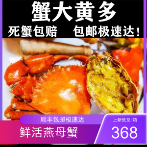 新鲜燕母蟹鲜活螃蟹特大活蟹送礼一箱母蟹大海鲜水产青蟹野生3斤