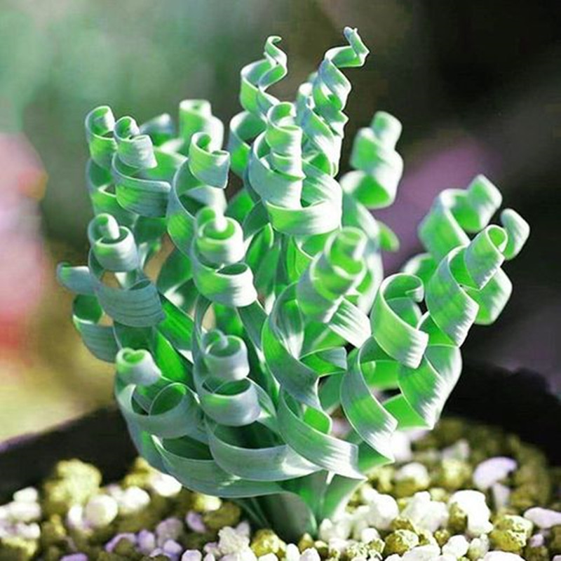 多肉植物宽叶弹簧草
