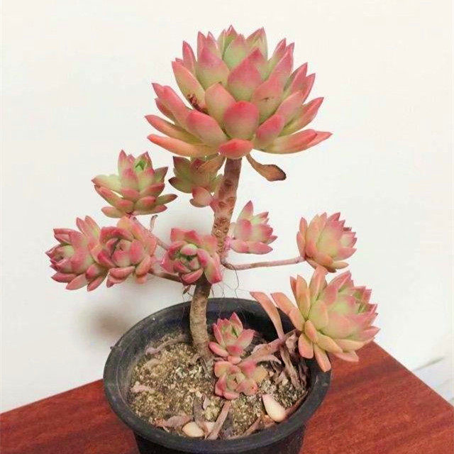 多肉植物【马库斯小老桩】品相好进口韩货老桩盆栽绿植花卉吸甲醇