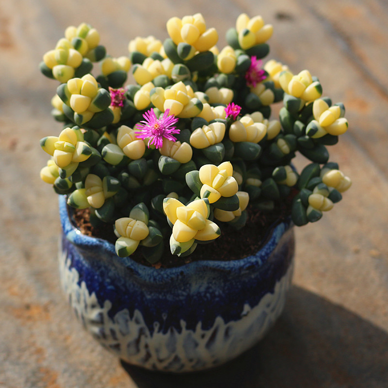 叶子上有棱角的鹿角海棠还能开花的