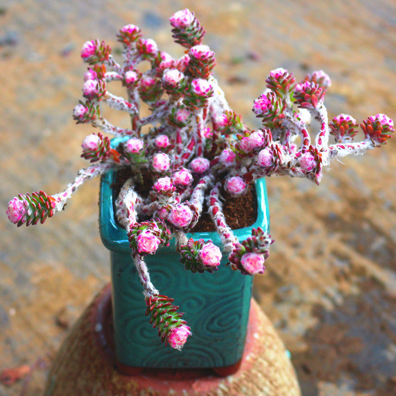云南花卉高级精品大颗花吹雪锦老桩多肉植物室内阳台防辐射盆栽花
