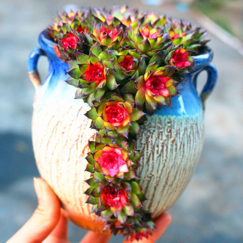 七彩红心观音莲锦稀少品种老桩好养办公室窗台防辐射绿植花卉盆栽