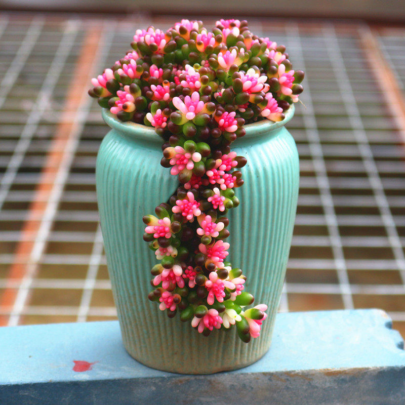 粉色多肉植物彩色红心浆果稀有花卉品种办公室桌面吸甲醛盆栽绿植