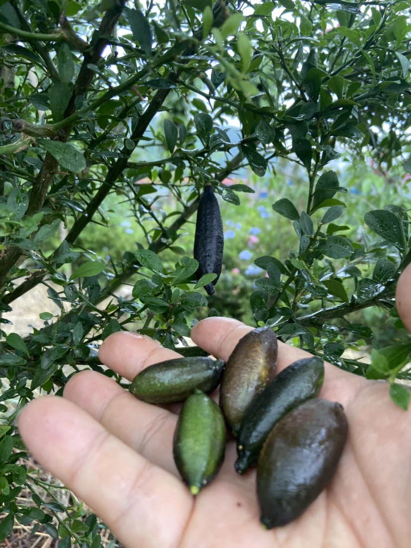 手指柠檬指橙水果鱼子酱高端水果嫁接树苗盆栽观果食用花卉