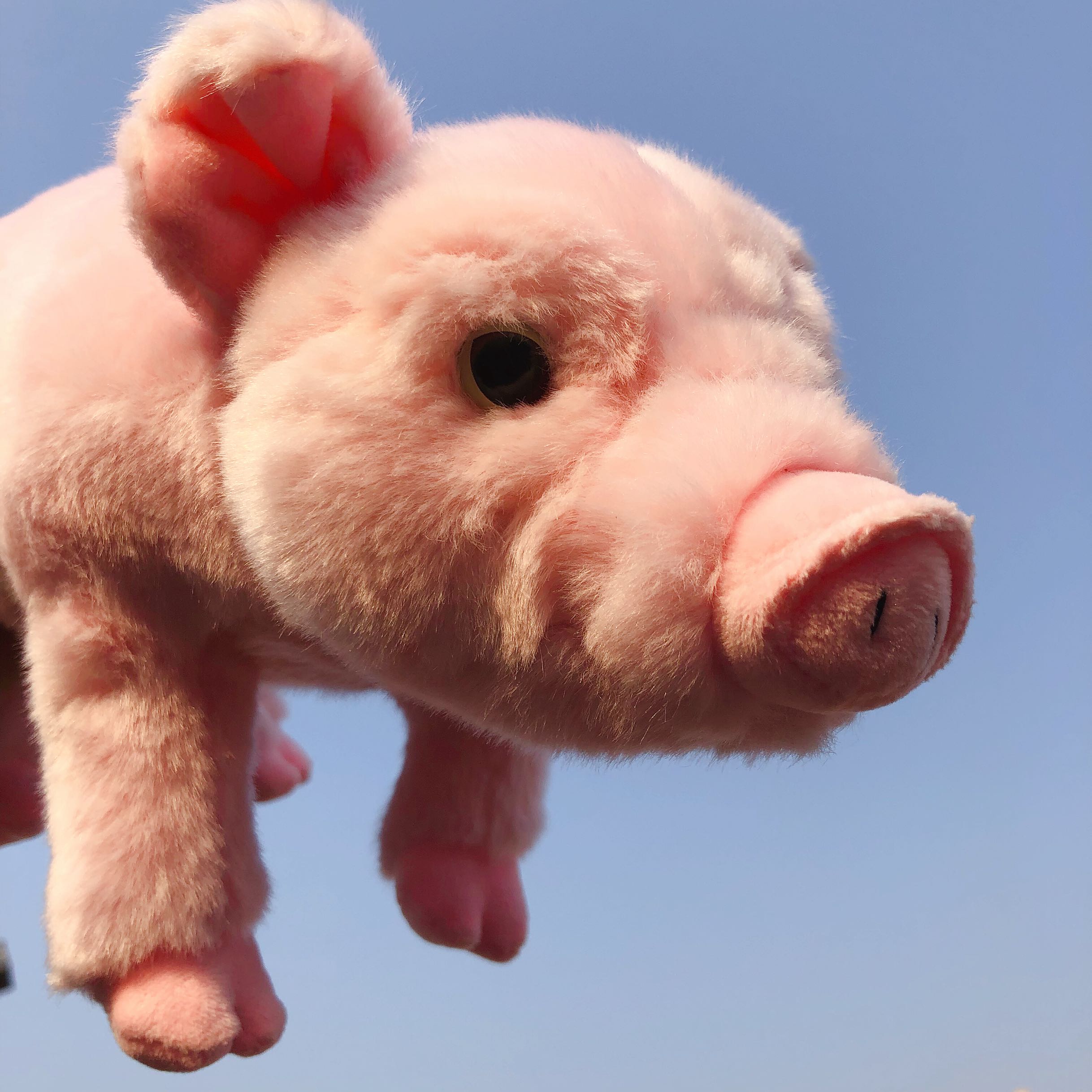 石头爸爸高端公仔店的优惠券大全—抖音网红 傲娇小猪猪毛绒玩偶 粉嫩