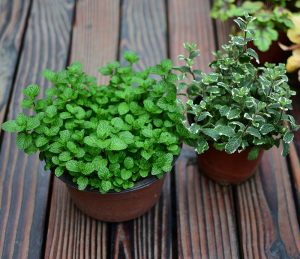 花叶薄荷盆栽稀有凤梨薄荷多年生宿根耐寒绿植阳台花园可食用薄荷
