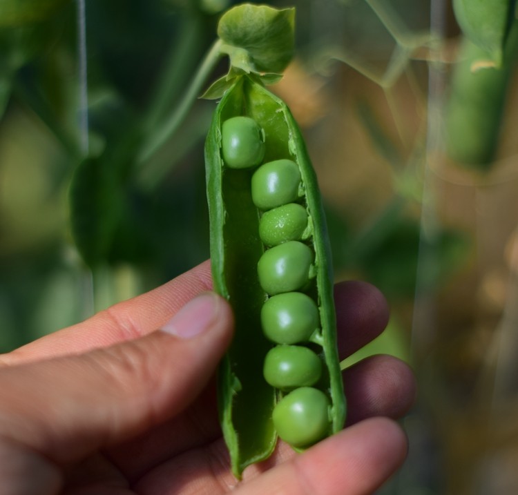 小杨云南蒙自当季新鲜带壳豌豆夹豆水果甜豌豆现摘现发整箱包邮