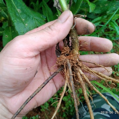 山里侗药毛秀才显脉旋覆花威灵仙小黑药黑威灵黑根新鲜1份2斤包邮