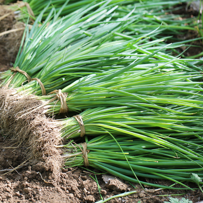 密水农家露天蔬菜 新鲜小葱 农家肥 蘸酱吃爽口 北京当日到