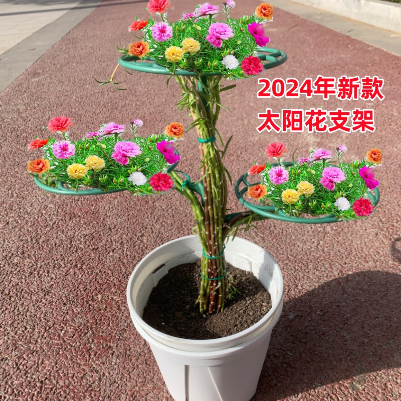 太阳花棒棒糖支架单层多层支撑杆植物造型爬藤固定架蟹爪兰支撑架