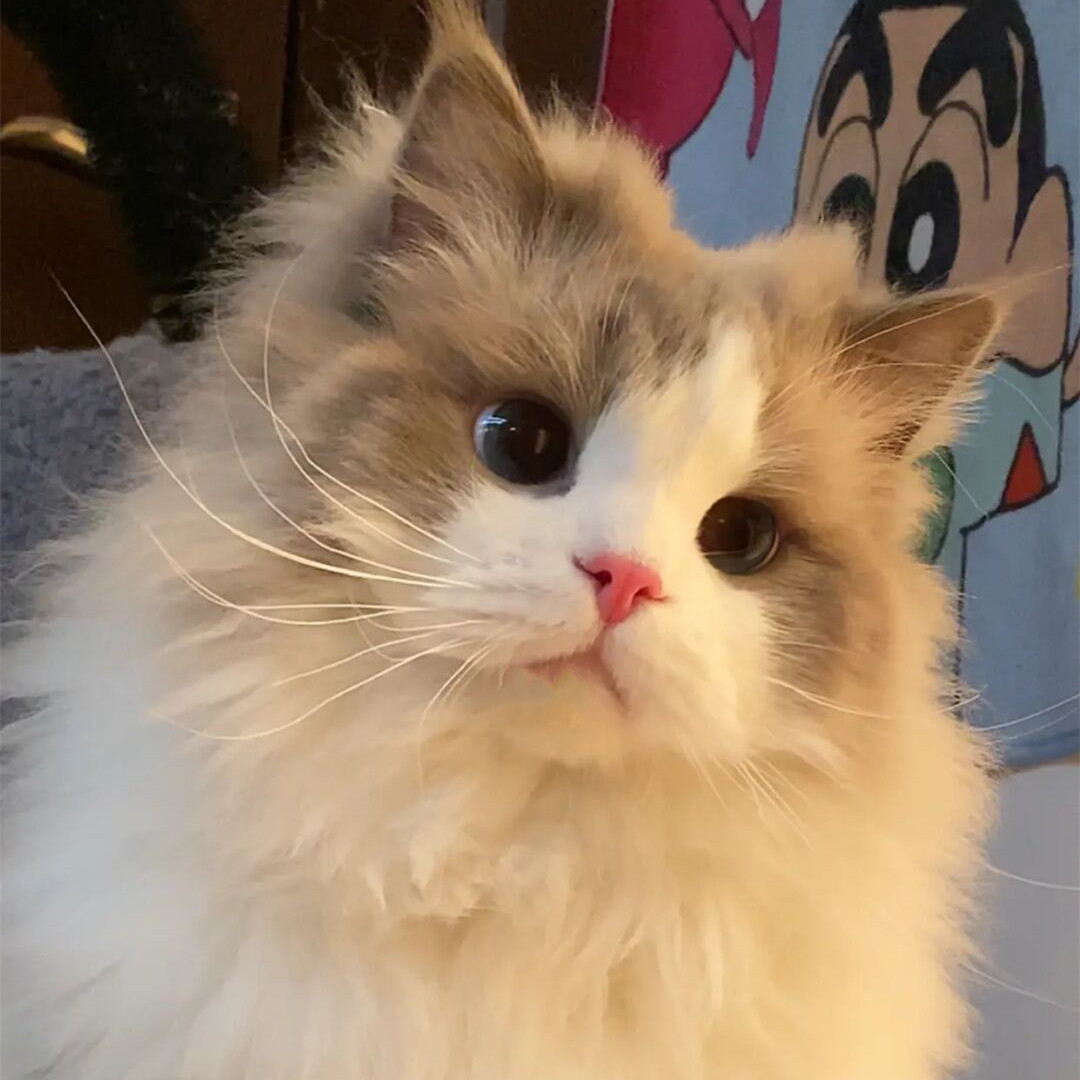 活体 仙女_纯种赛级幼崽公宠物猫咪幼猫活体蓝双布偶猫海双长毛蓝眼睛