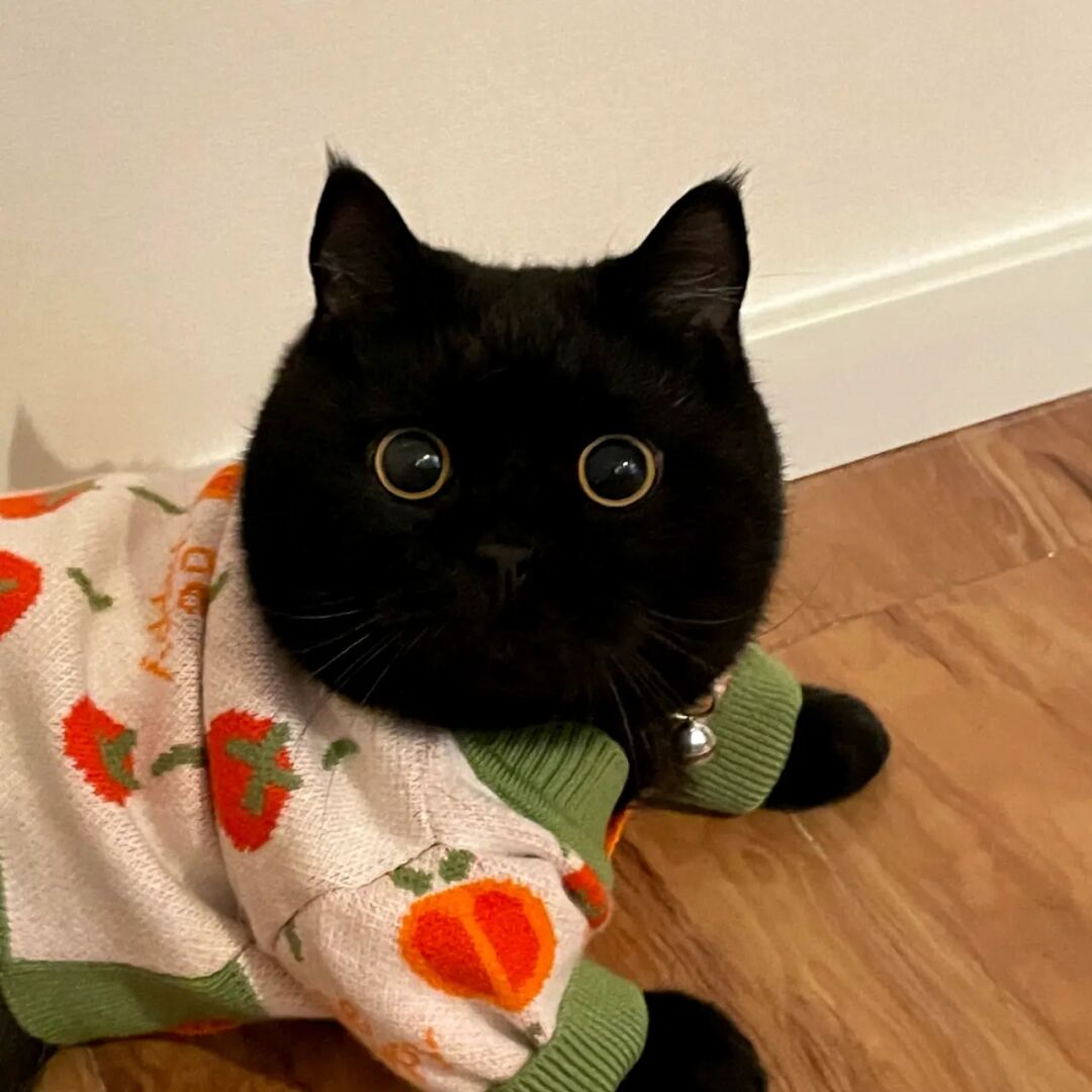 纯黑英短_纯种孟买猫黑猫英短小猫黑色短毛猫活体活物幼崽宠物猫咪纯