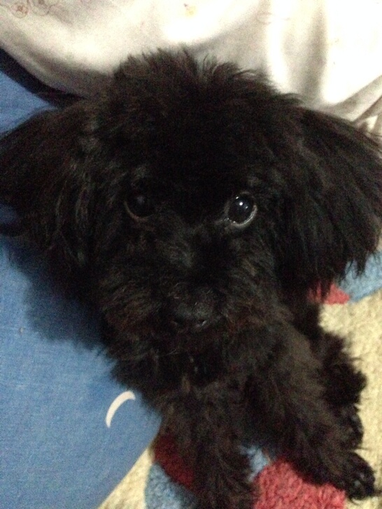 泰迪狗图片黑色