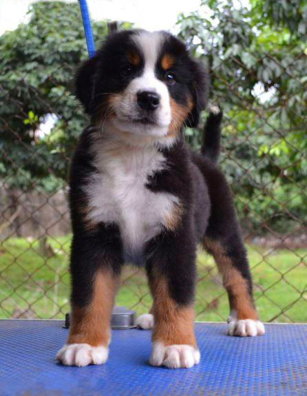 淘宝$6000折后价$6000伯恩山犬 幼犬活体纯种赛级瑞士名犬狗狗宠物狗