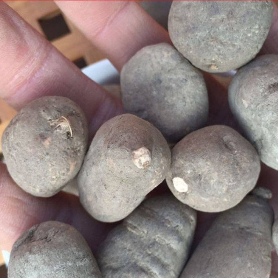 中药材 野生三叶青 浙江金线吊葫芦 新鲜干货 散装 全场包邮