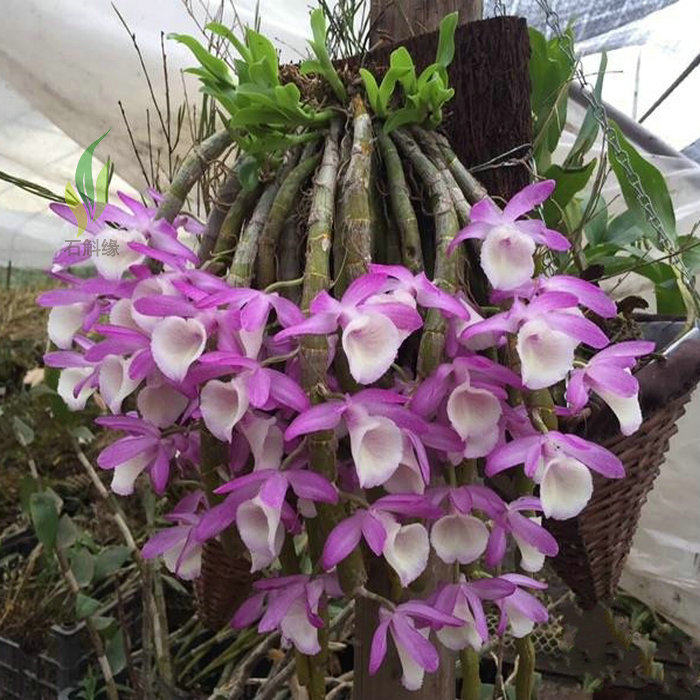 板植石斛盆栽吊兰花卉室内外阳台无土景观赏金钗樱广东铁皮绿植物