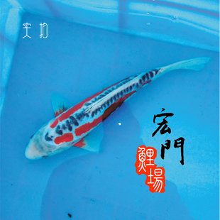 纯种日本锦鲤活体鱼蓝色锦鲤蓝/红秋翠锦鲤巨型无赘麟鬼鳞齐金鱼