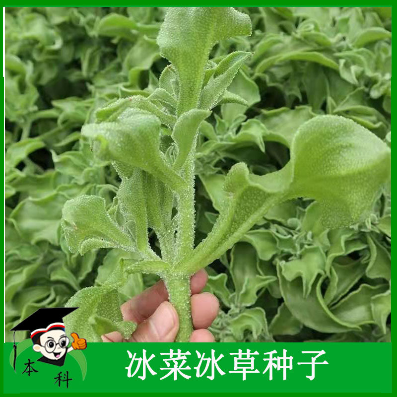 非洲冰菜种籽孑冰草新品绿色罕见阳台盆栽耐寒蔬菜种子冬季种生吃