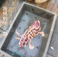 新鲜红花蟹一只一斤 鲜活野生红花蟹 鲜活野生海螃蟹东山生鲜海鲜