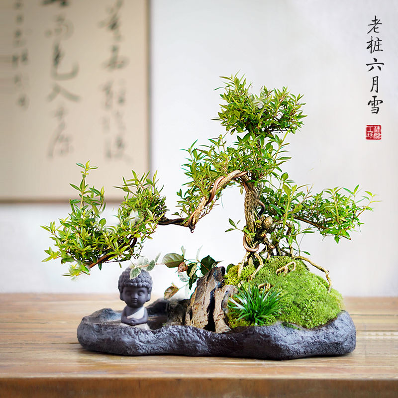 大全—老桩提根悬崖六月雪菖蒲苔藓山水日式中式禅意盆景盆栽桌面绿植