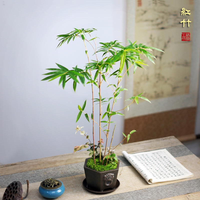 红竹桌面盆栽红寒观音竹米书房阳竹盆景办公室内好养花卉绿植