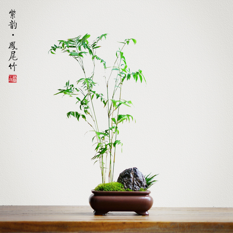 米竹凤尾竹苔藓假山中式日式青竹姬翠竹盆景茶桌办公桌面禅意盆栽