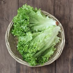 新鲜蔬菜 花叶生菜绿萝莎 西餐配料蔬菜沙拉菜 江浙沪混搭5件包邮