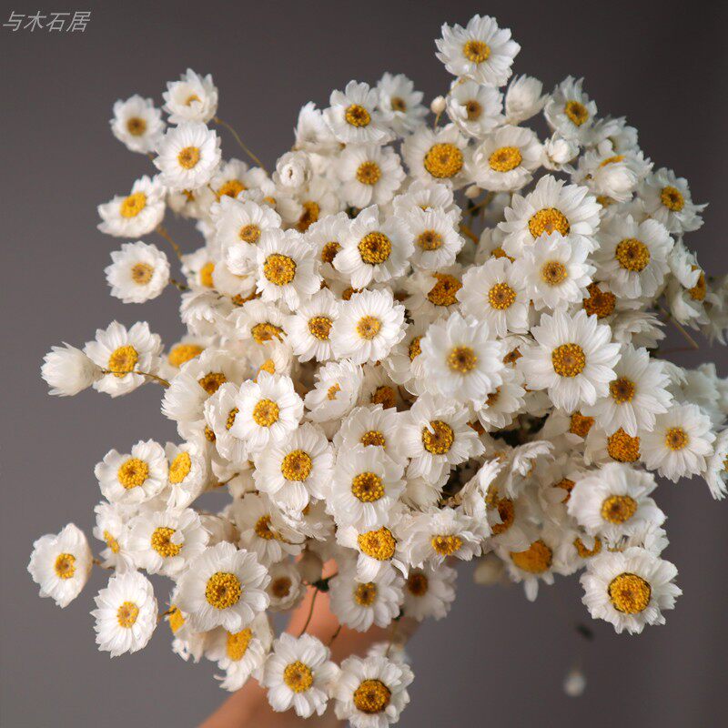 鲁丹鸟干花花束长生花 永生花手捧花干花 森系卧室干花和花瓶套装