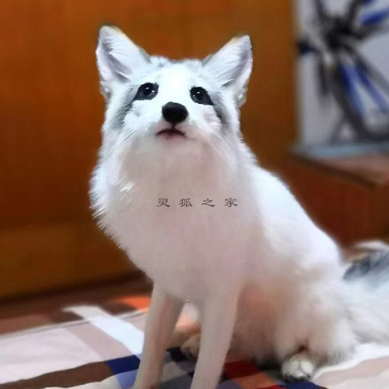 萌宠可爱活体大耳熊猫狐狸一对一视频挑选——灵狐之家犬科宠物专业